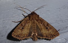 Ichneutica morosa