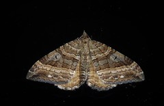Hydriomena deltoidata