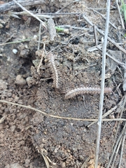 Harpogonopus confluentus