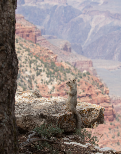 Rock Squirrel