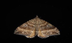 Hydriomena deltoidata