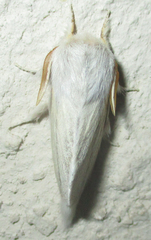 Beralade perobliqua perobliqua