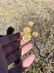 Helichrysum foetidum