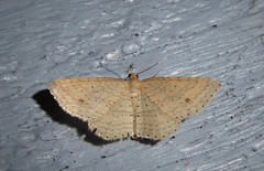 Epicyme rubropunctaria