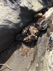 Anthopleura elegantissima