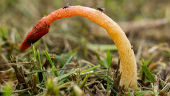 Phallus rugulosus