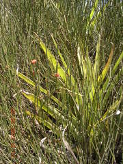 Ephedra americana