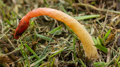 Phallus rugulosus