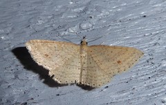 Epicyme rubropunctaria