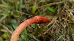 Phallus rugulosus