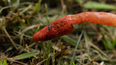 Phallus rugulosus