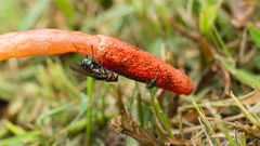 Phallus rugulosus