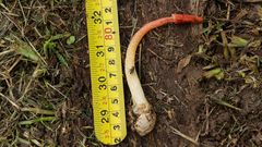 Phallus rugulosus