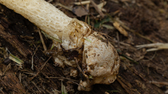 Phallus rugulosus