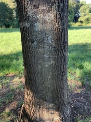 Aegorhinus superciliosus