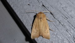 Ichneutica blenheimensis