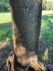 Aegorhinus superciliosus