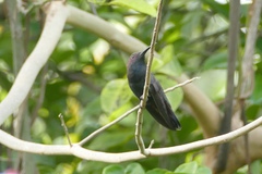 Anthracothorax mango