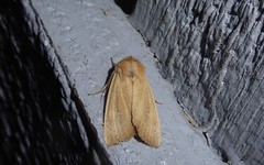 Ichneutica blenheimensis