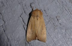 Ichneutica blenheimensis