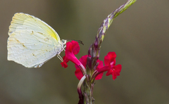 Abaeis arbela gratiosa