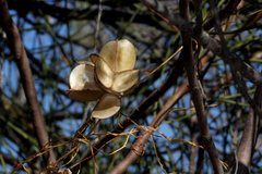 Dioscorea hastifolia