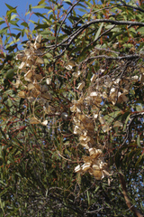 Dioscorea hastifolia