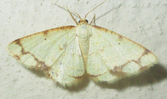 Lomographa aridata