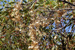 Dioscorea hastifolia