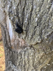 Aegorhinus superciliosus