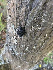 Aegorhinus superciliosus