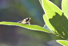 Syrphus opinator