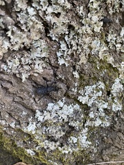 Aegorhinus superciliosus