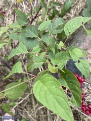 Deeringia amaranthoides