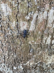 Aegorhinus superciliosus