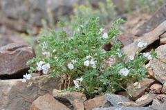 Astragalus sparsiflorus