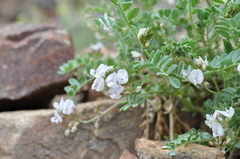Astragalus sparsiflorus