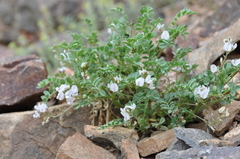 Astragalus sparsiflorus