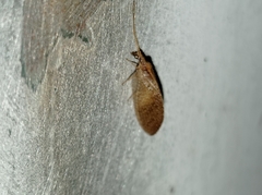 Hemerobiidae