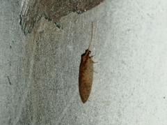 Hemerobiidae