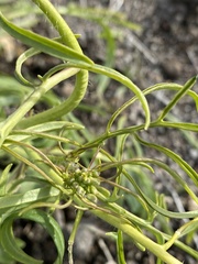 Erysimum repandum