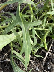 Erysimum repandum