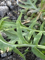 Erysimum repandum