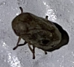 Clastoptera querci