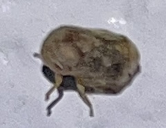 Clastoptera querci