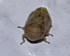Clastoptera querci