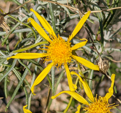 Senecio flaccidus douglasii