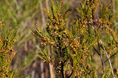 Dodonaea inaequifolia