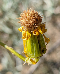 Senecio flaccidus douglasii