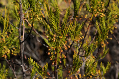 Dodonaea inaequifolia